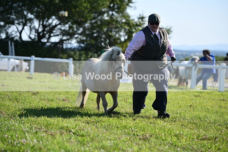 DSC_5647 - Class 49: NPS Shetland Youngstock