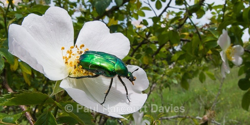  - Bugs: Macro insects
