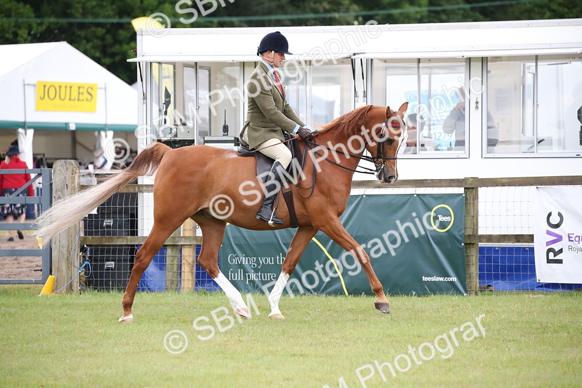 SBM_03604 - Class 21 - 22 - Ridden Arab and Part Bred/Anglo Arab
