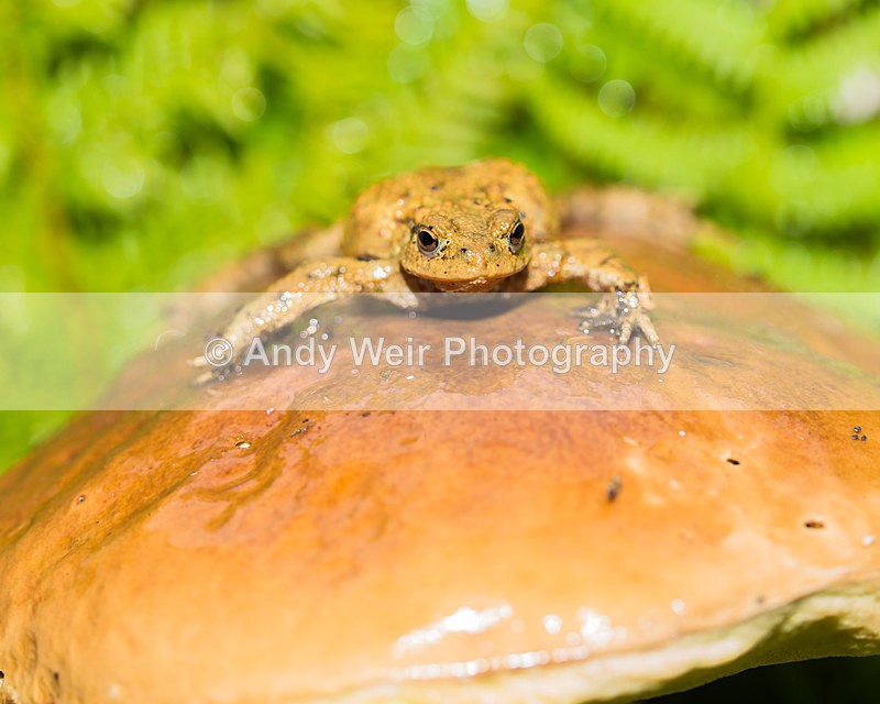 20131012-3K8A7045 - Frogs & Toads