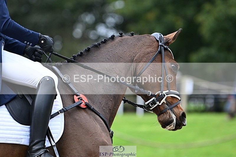 231019-122427-02754 - 044-COOLEY.ON.THE.CARDS-Charlotte.Cooke-DR