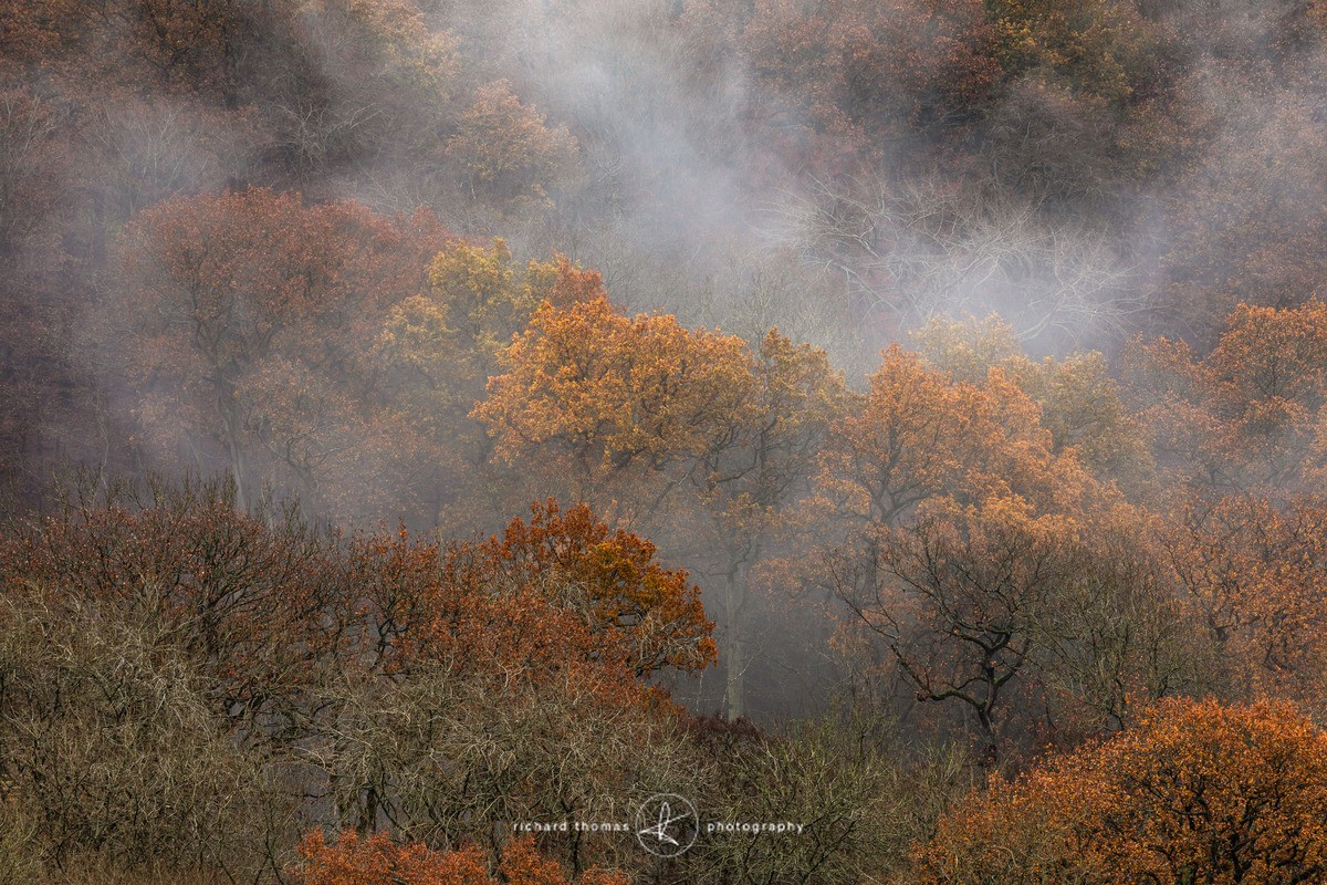 Auburn tones - Woodland