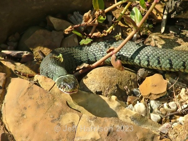 Grass Snake (image GS 002) - Reptiles