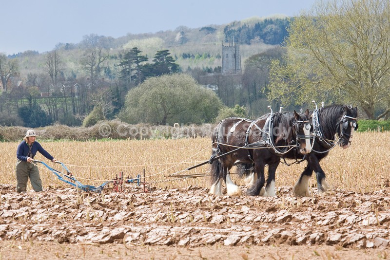 Ann Williams of Poundsgate ploughing with Shires Duke and Lupin. Brampford Speke church on the other side of the River Exe can be seen in the backgrou - Featured Images