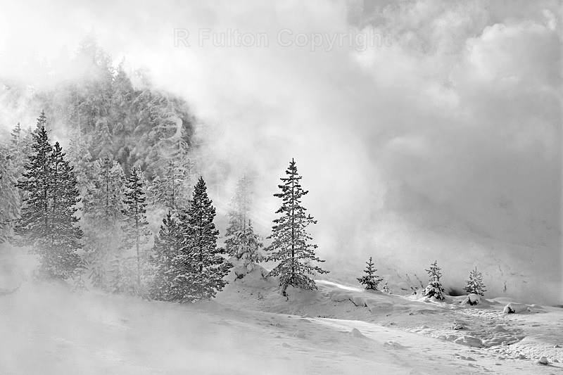 Tree Mist - Yellowstone