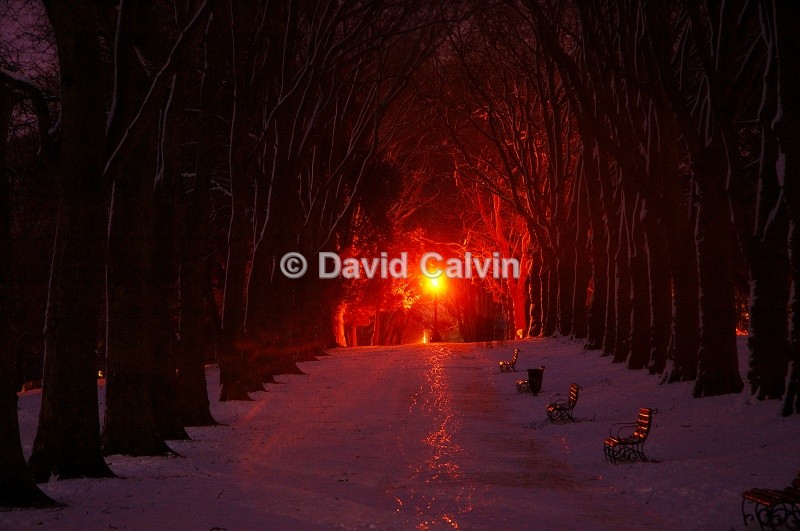 Light in the Park - Winter