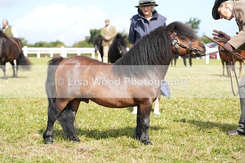 DSC05331 - Class 49: NPS Shetland 4 years and over