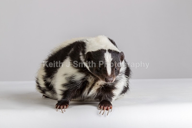 1KJS0229 - Roaming Reptile Show