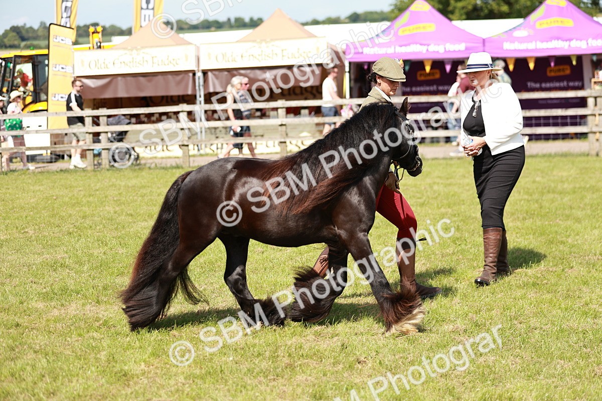 SBM_08597 - Class 63-65 - Traditional Gypsy Cobs In Hand & Ridden