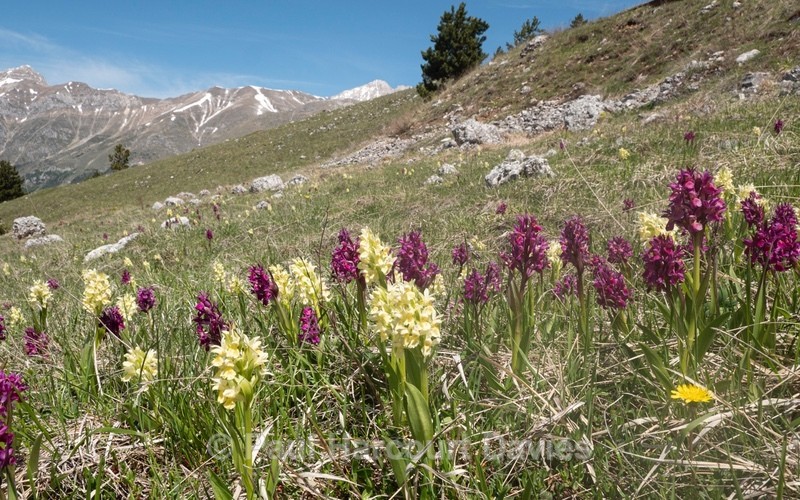 Elderflower Orchid (Dactylorhiza sambucina) - Plants in the Landscape