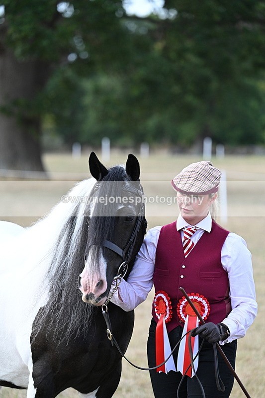 WJ7_8359 - In-hand Championship