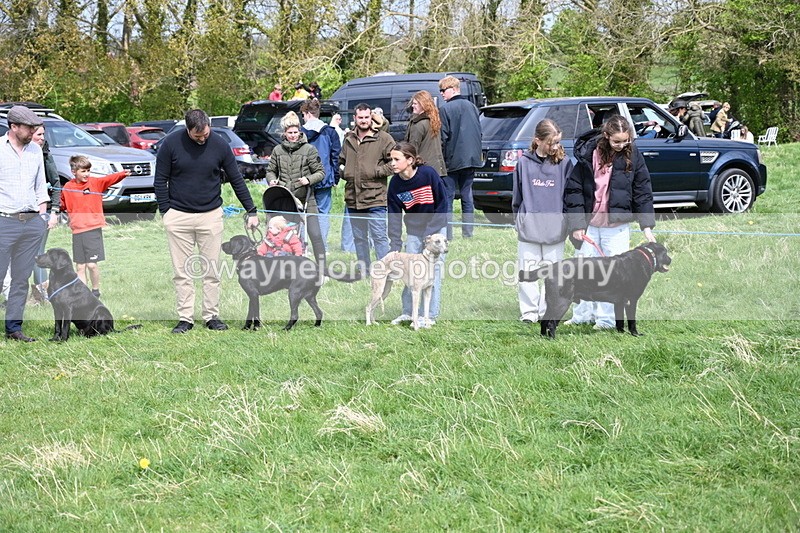 WJ6_8695 - Class 8 Best Working / Gun Dog or Bitch