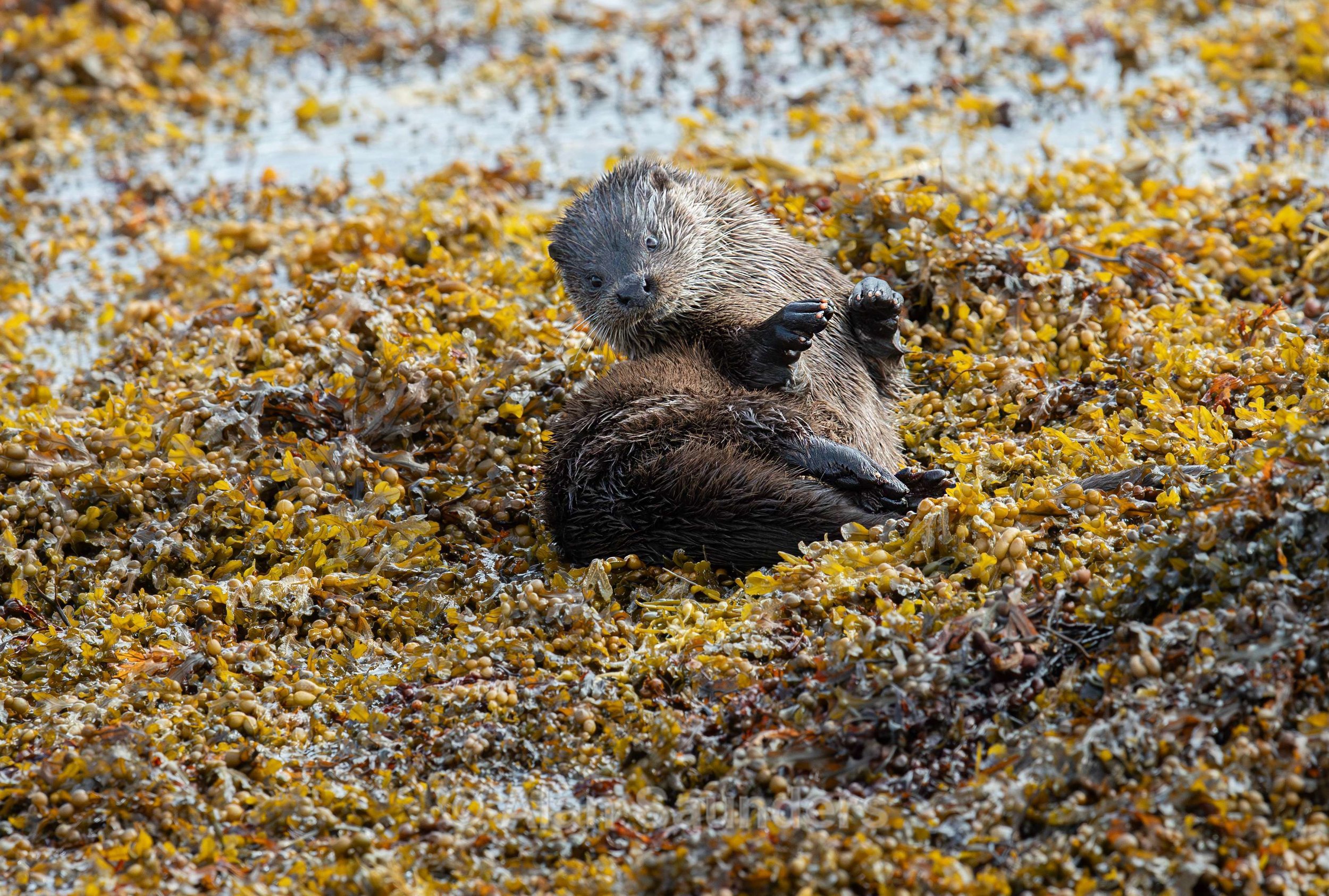 Eurasian Otter 31
