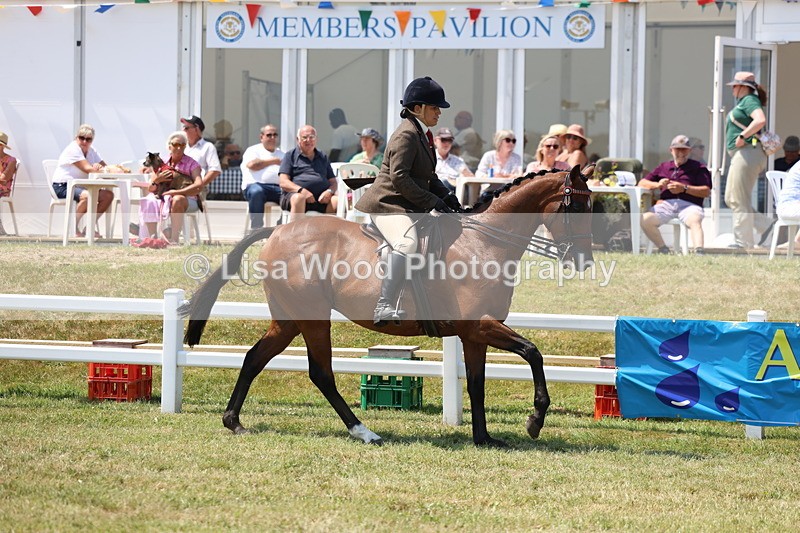 3E7A9309 - Class 12: Open Racehorse to Show Horse