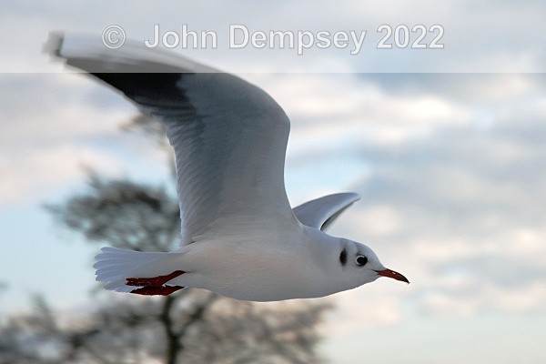 Blackheaded Gull In Winter 2 - The Curlie