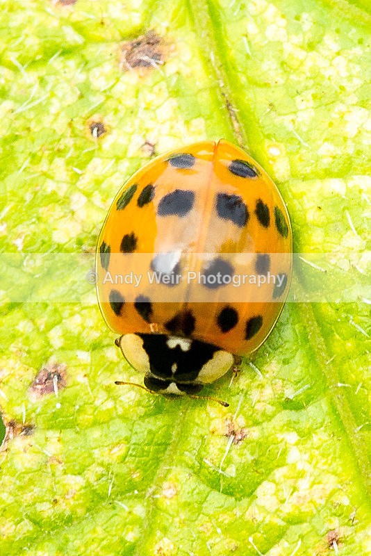 20130823-3K8A5543 - Insects