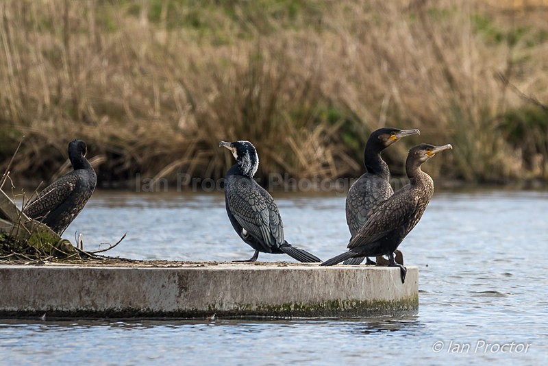 Cormorants on Watch at the Ecos - Nature