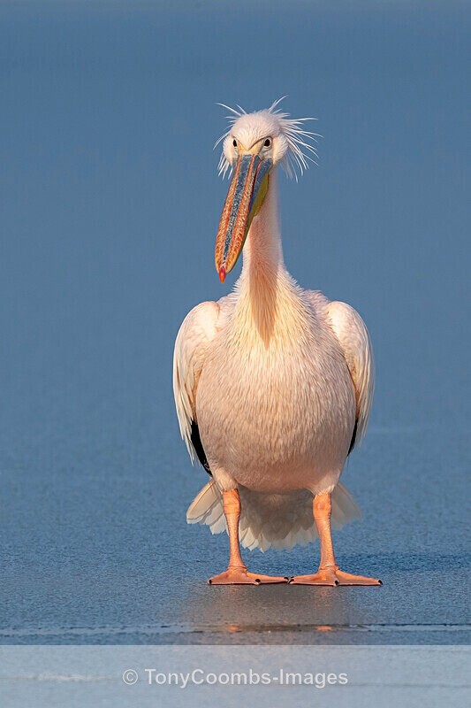 White Pelican - Lake Kerkini
