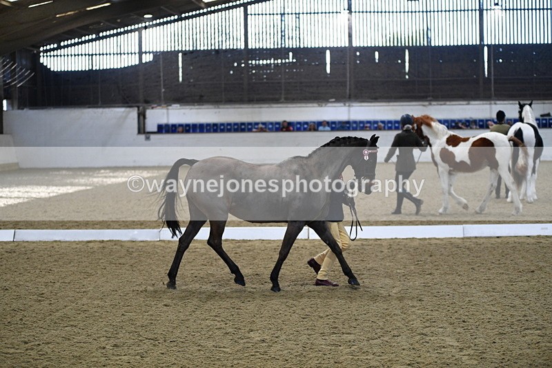 WJ5_3594 - Class 5 In Hand Veterans