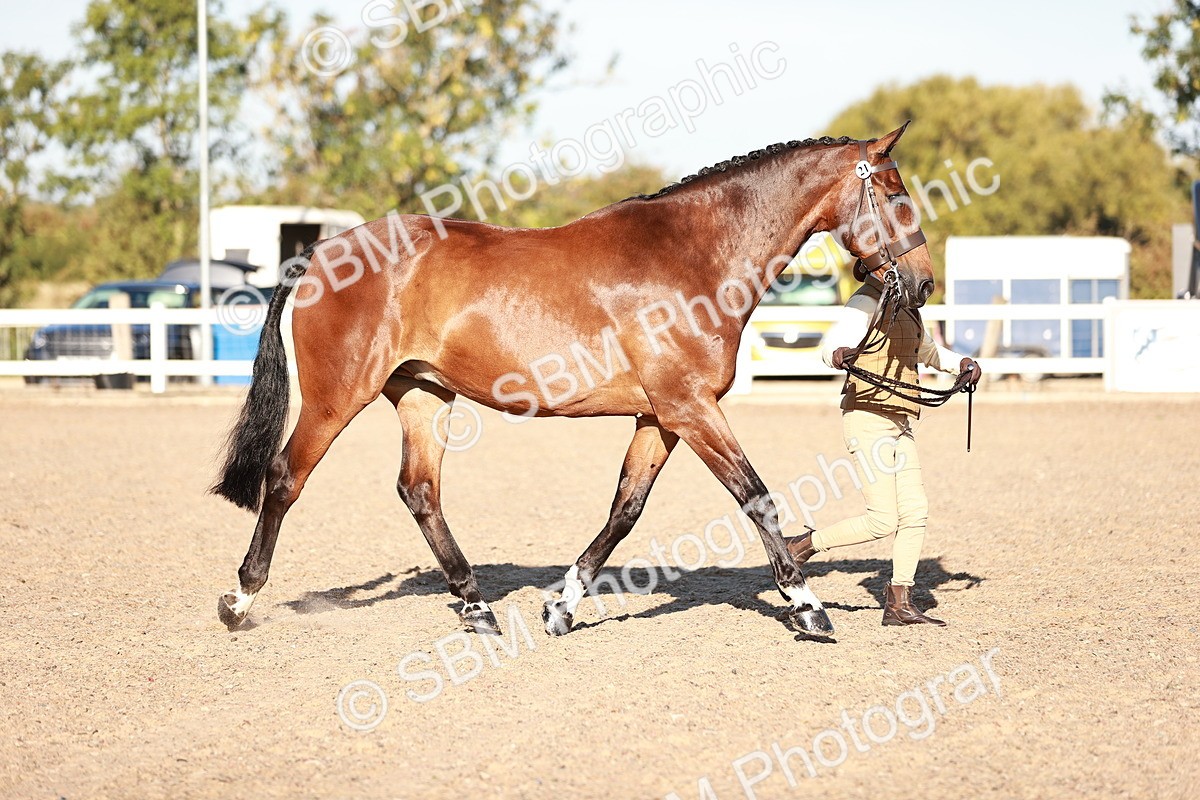 SBM_11184 - Class 401 - IH  Veteran horse