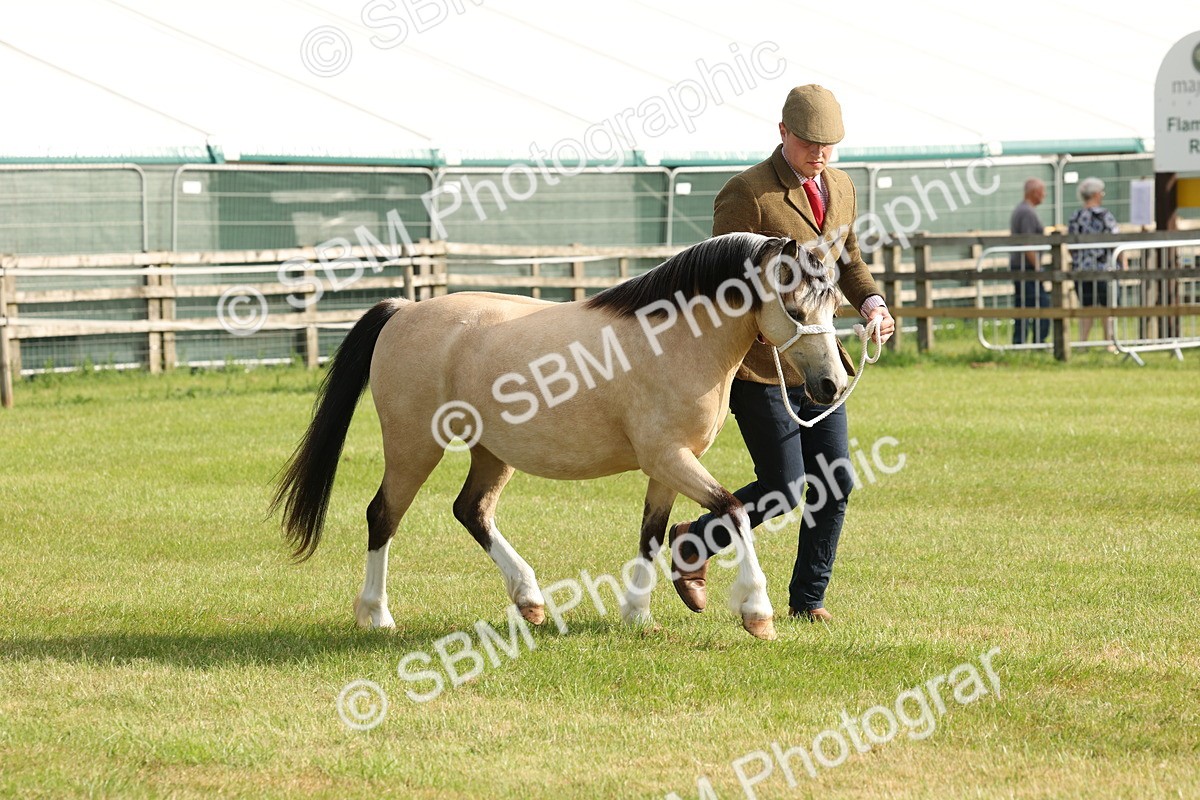 SBM_00551 - Class 6-13 - Mountatin and Moorland In Hand Welsh Breeds