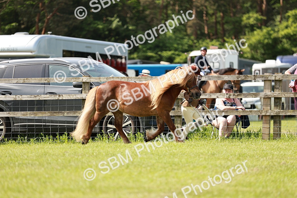 SBM_02449 - Class 14-23 - Mountain & Moorland In Hand Non Welsh