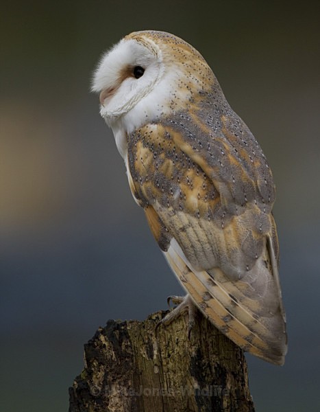 BARN OWL / REF BO 4 - BARN OWLS