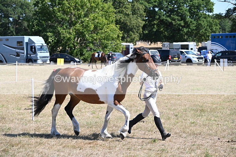 WJ6_8545 - Class 37b Best Loan Pony In-hand