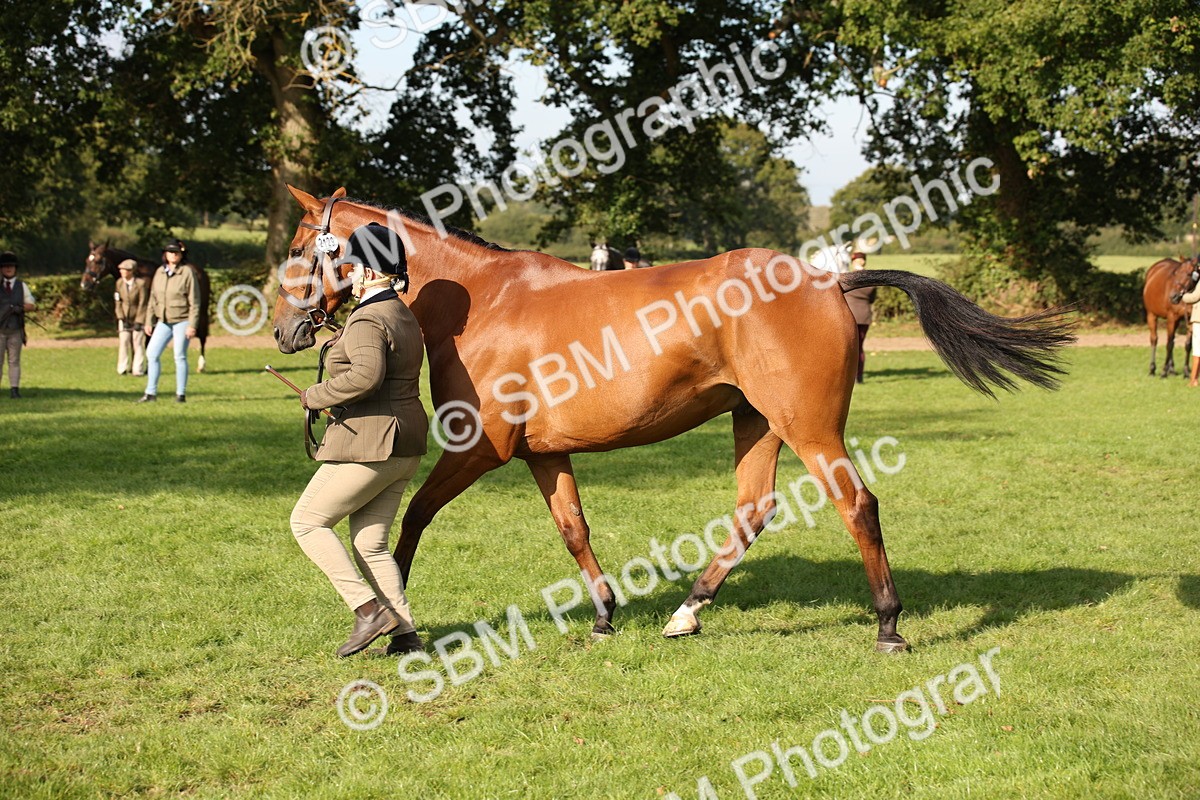 SBM_60115 - S53 - Hunter In Hand