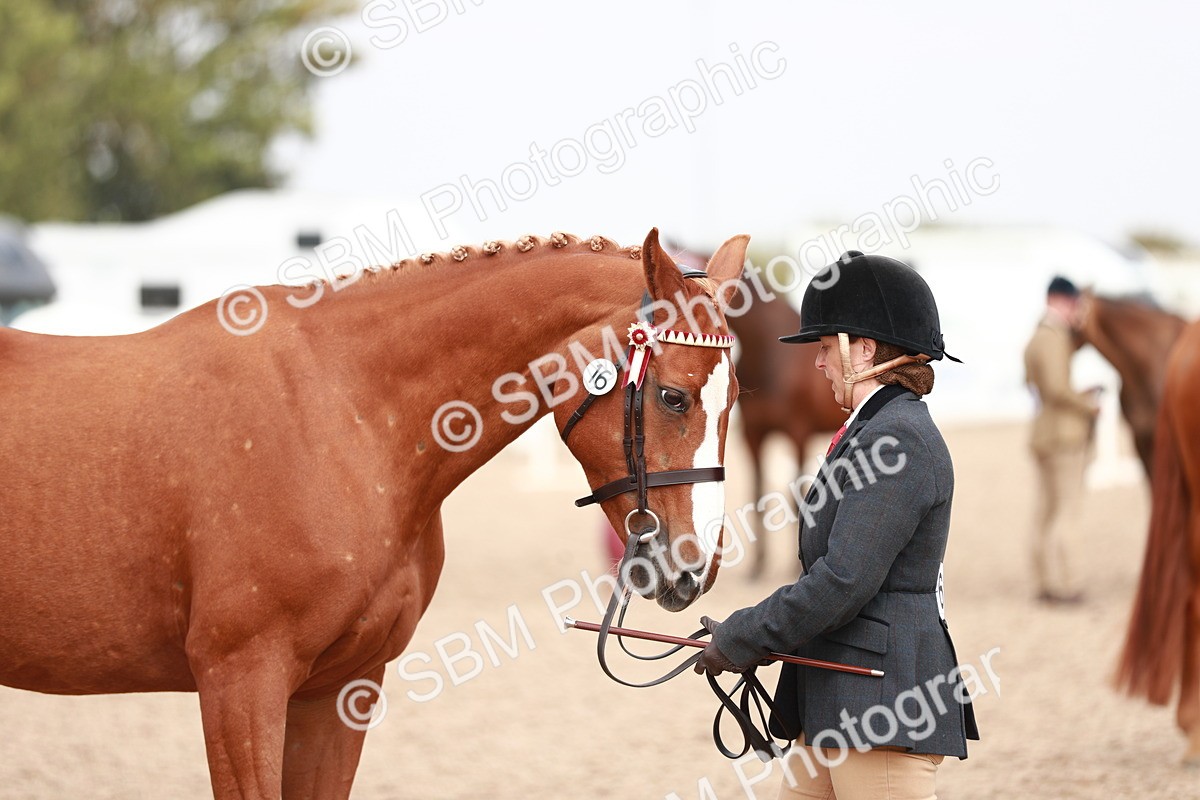 SBM_13255 - Class 208 IH Veteran Horse
