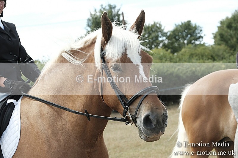 _PJP6068 - BVRC Show 2018 Ring 1