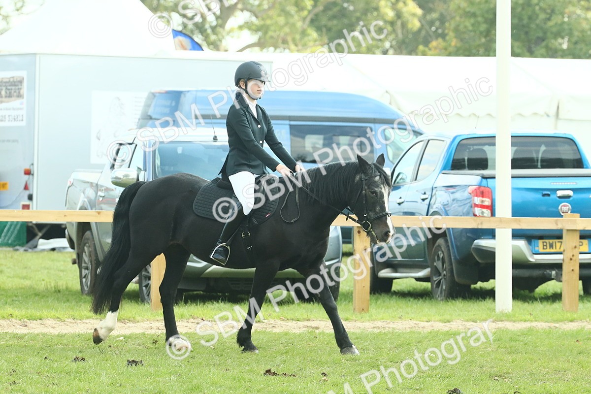 SBM_66401 - S34 - Rehabilitated Rescue Horse & Pony In Hand & Ridden