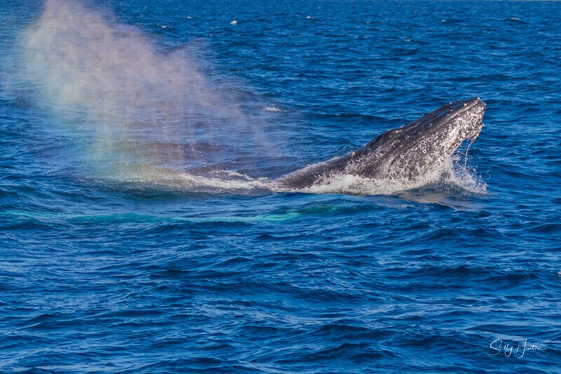 0A3A2534 - 2024 Whale Photos