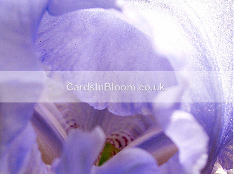 Iris 1005 - IRISES
