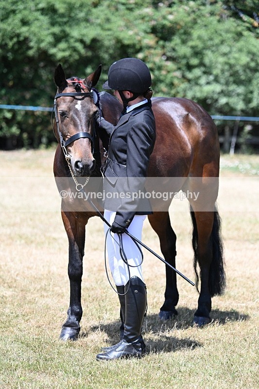 WJ7_2498 - Class 5a Most Handsome Gelding in hand (above 14.2hh)