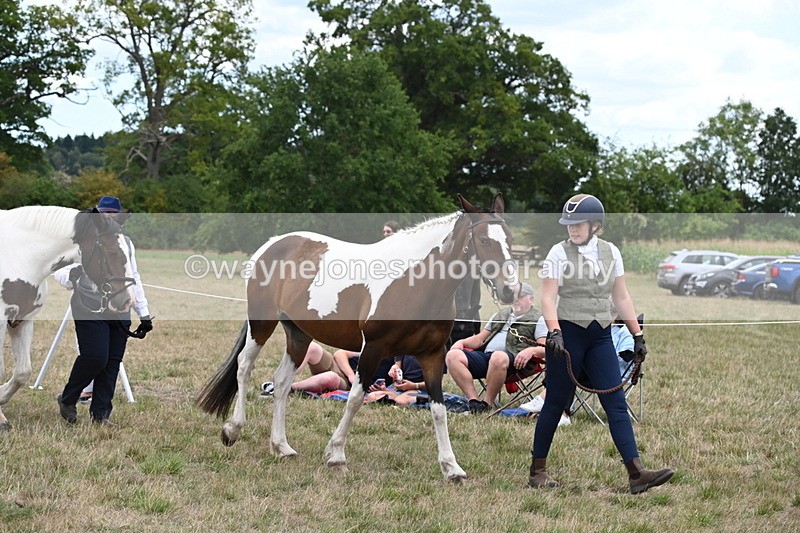 WJ6_5181 - Class 18 In-hand Coloured
