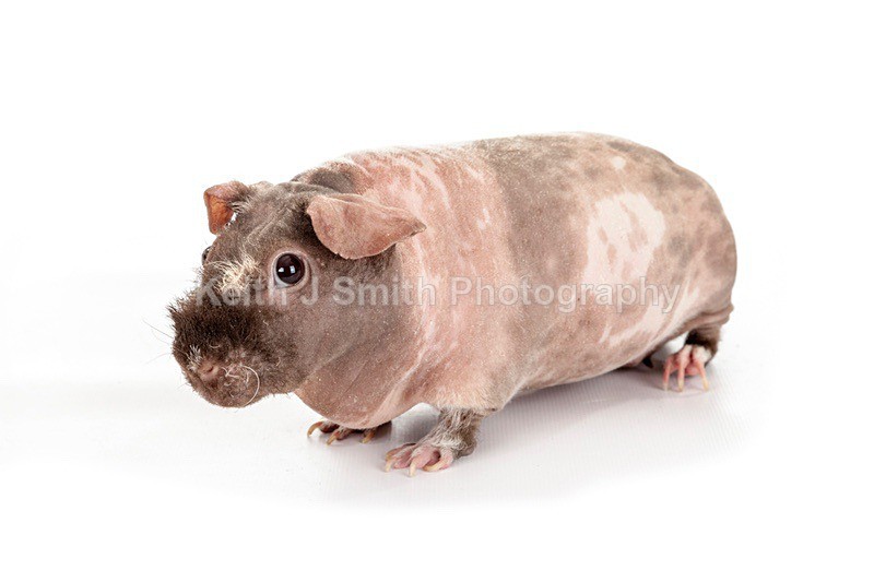 7SKJ4174 - Roaming Reptile Show III