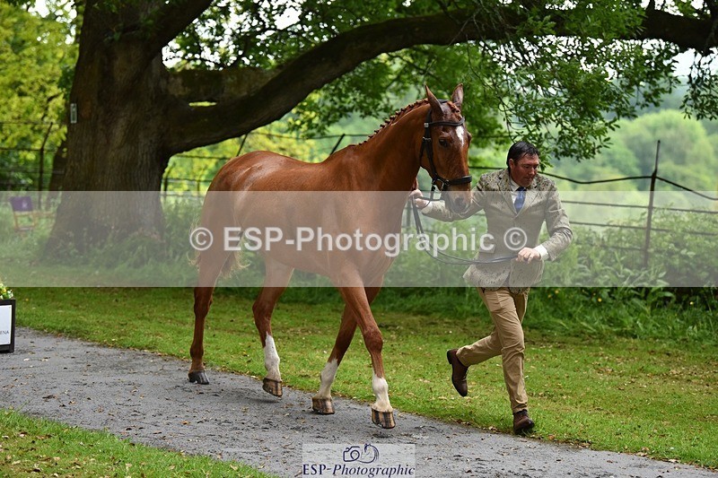 240522-152708-00351 - 356-CREEVAGHSTABLES_IFICUDIWUD-Tim_Cheffings