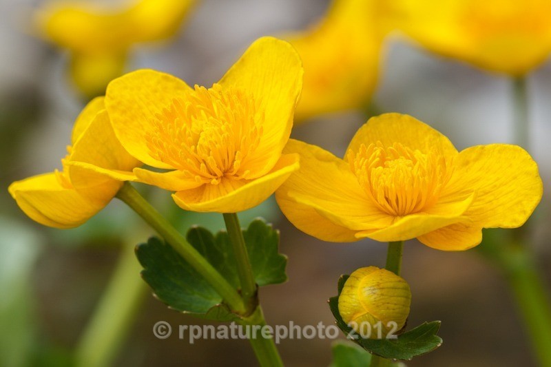 Marsh Marigold - Caltha palustris RPNP0699 - Flowers