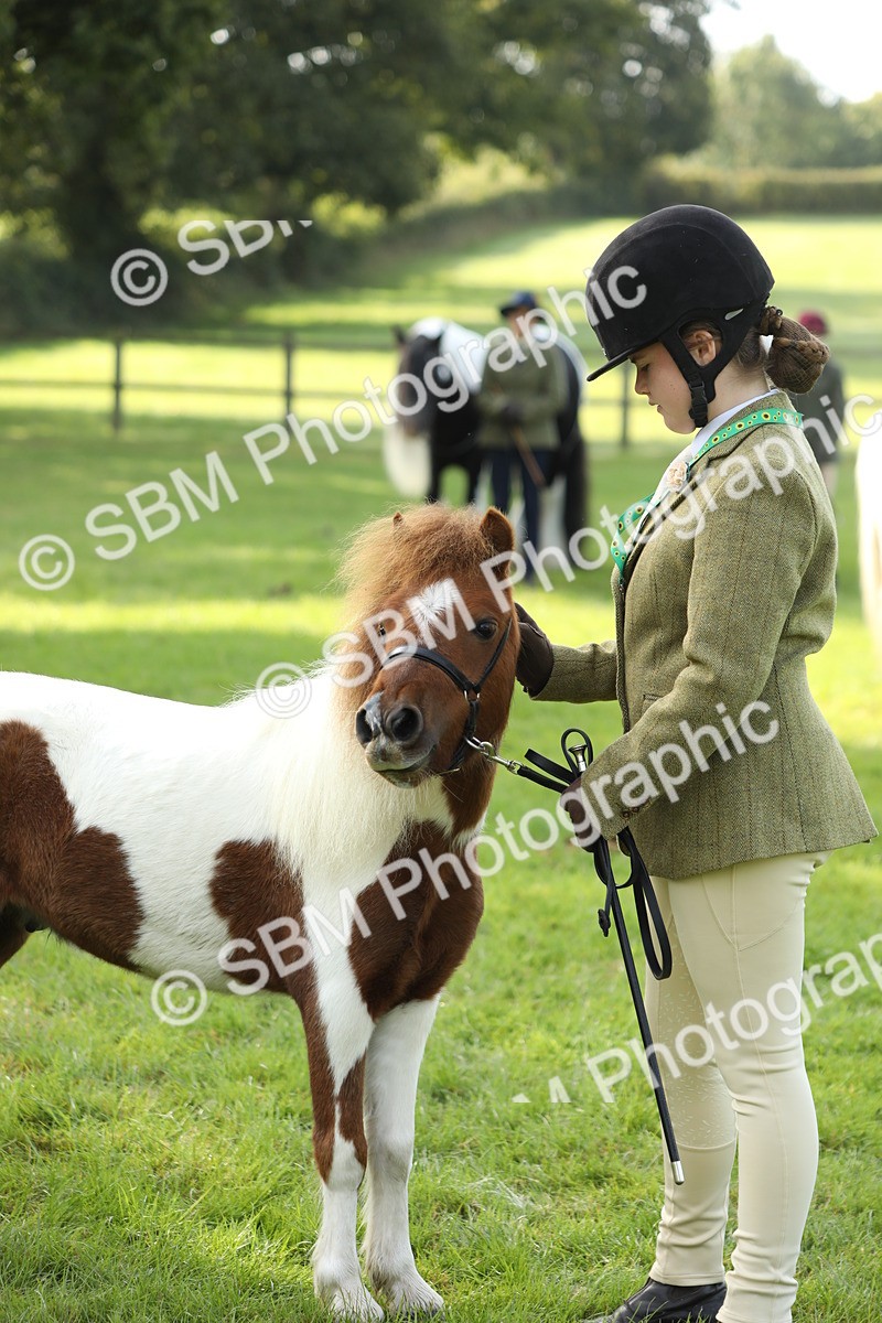 SBM_60951 - S43 - Coloured Pony In Hand