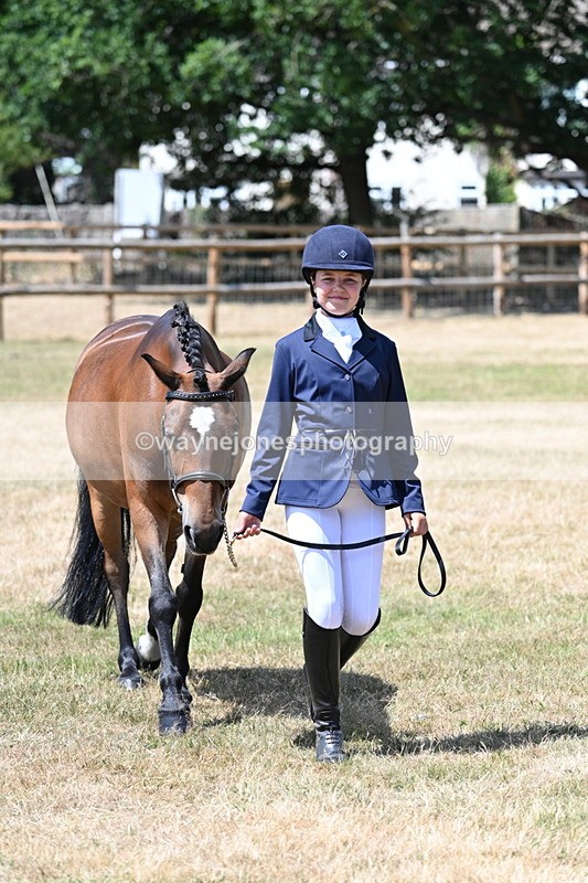 WJ7_2218 - Class 5 Most Handsome Gelding (up to 14.2hh) in hand