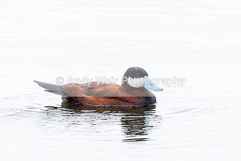 170710-untitled0035 - Ruddy Duck