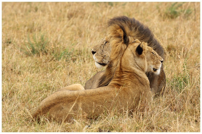 Heart to Heart - Kenyan Safari 2013