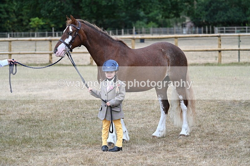 WJ7_9410 - Prettiest Mare Champs