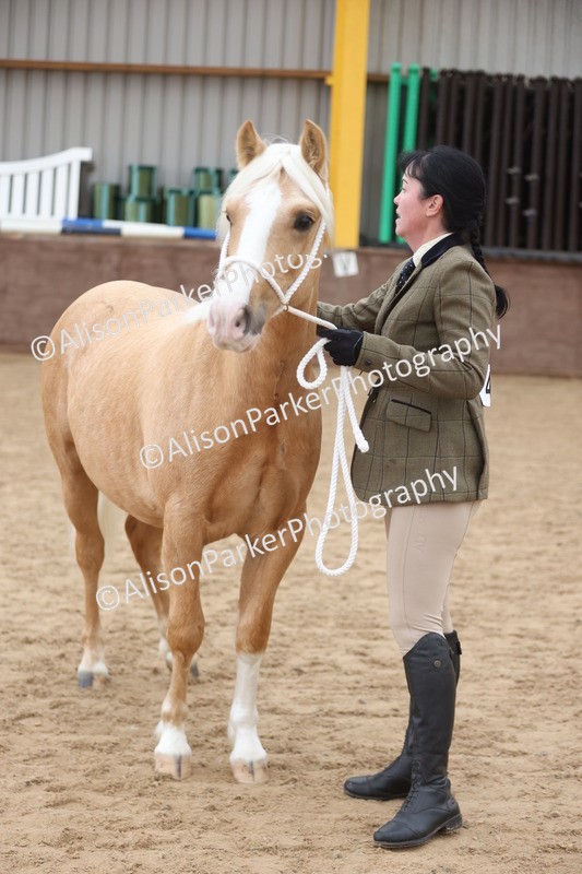 20251109-0853 - Class 25 - Yearling, Colt, Filly or Gelding