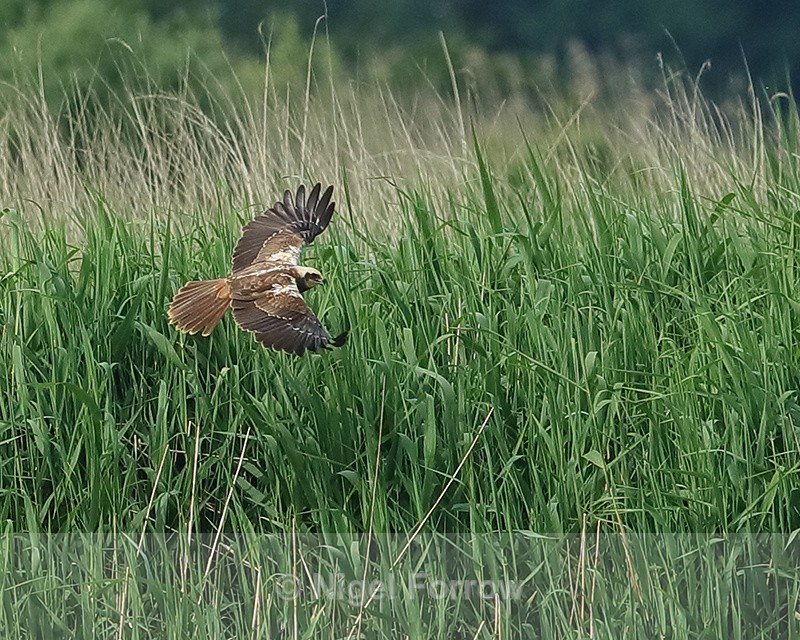Marsh Harrier flying, reed level, Otmoor RSPB - Marsh Harrier