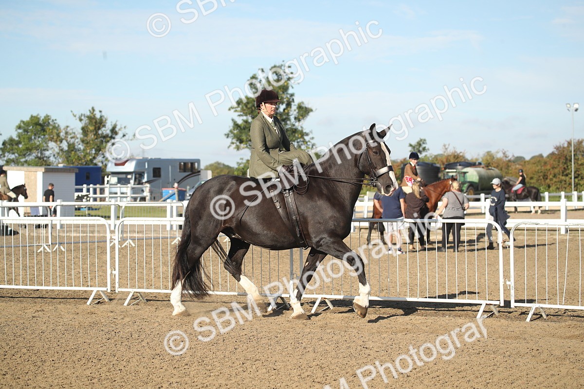 SBM_11275 - Class 501 -Riding Club Pony