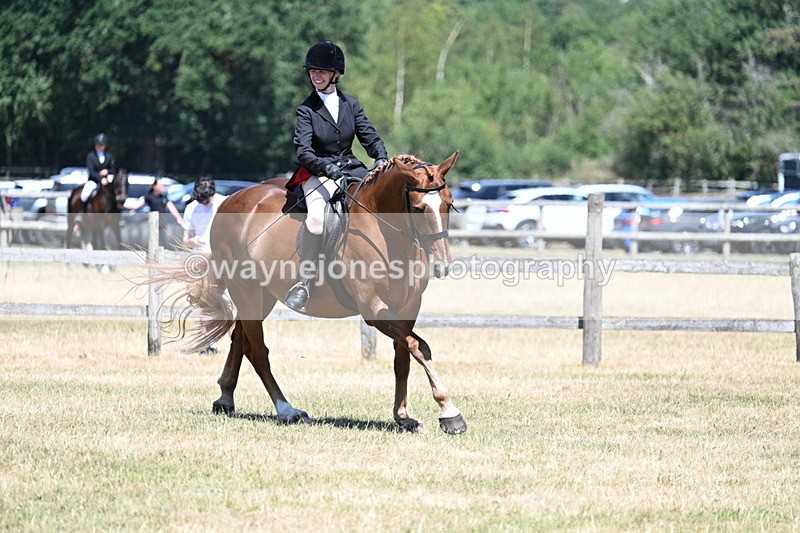 WJ7_3025 - Class 7 Riding Club Show Horse