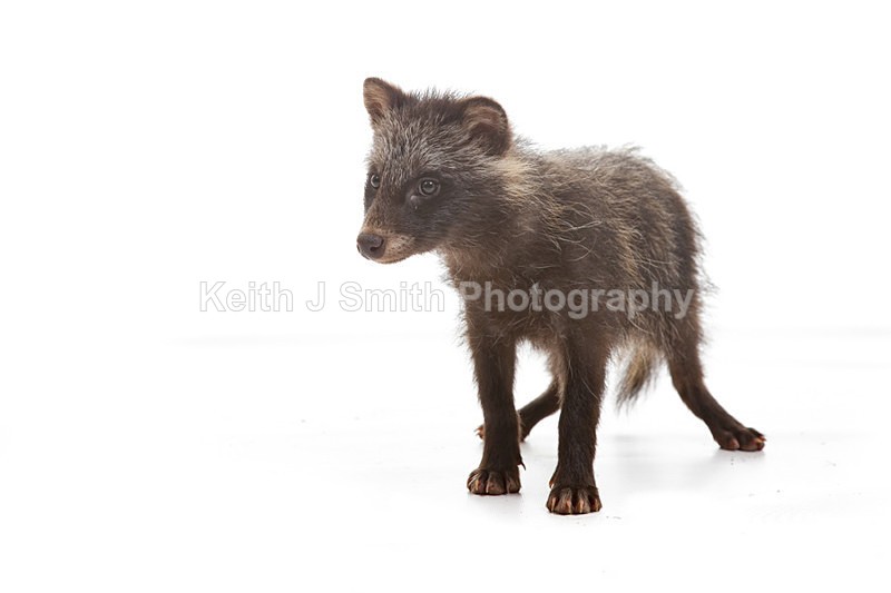 2SKJ8865 - Roaming Reptile Show. II