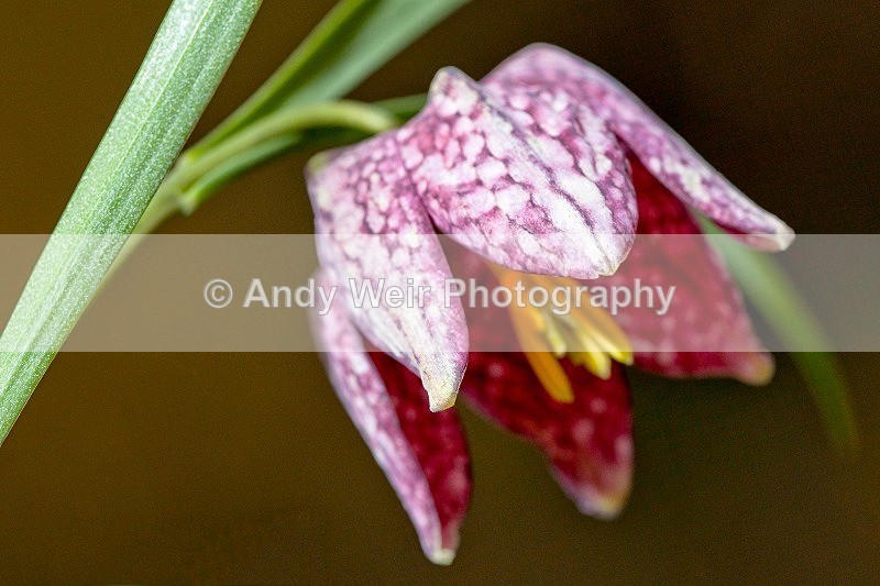 20120226-_MG_8873-971-972 - Plants & Flowers